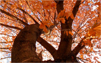 网页在线DDOS压力测试